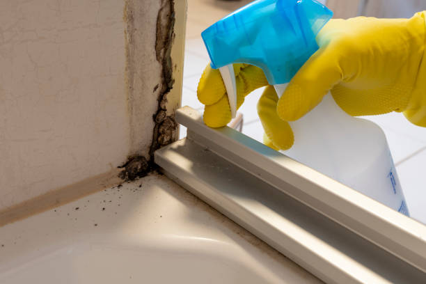 Best Asbestos and Lead Testing During Mold Inspection  in Archer, FL